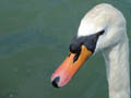 photo d'un cygne sur la Marne