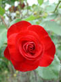 photo de rose rouge