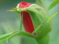 photo d'un bouton de rose