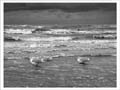 photo noir et blanc de mouettes sur la plage