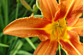 photo de fleur d'Hemerocallis