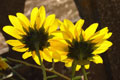 photo de Rudbeckia à fleurs jaunes