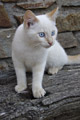 photo chaton blanc aux yeux bleus