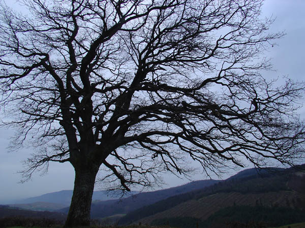 Arbre au sommet du Col de Sibérie