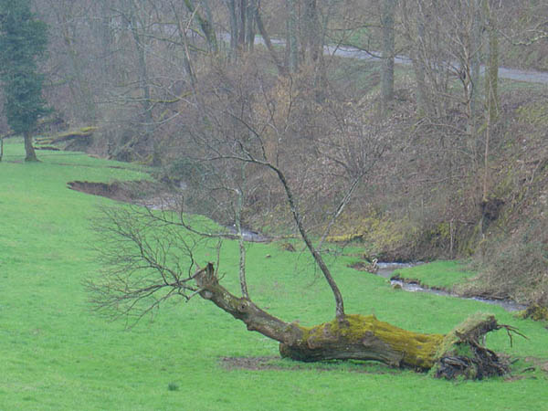 Arbre couché dans un pré